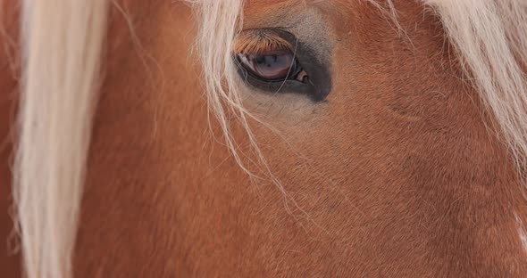 Brown Horse Eyes and Head Close Up