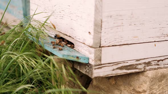 Extreme Closeup of Bees Flies in and Out of a Gap in a Wooden Hive