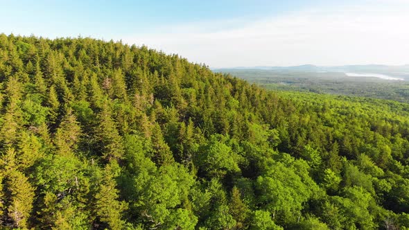 Birds eye view of trees in Knox County Maine USA