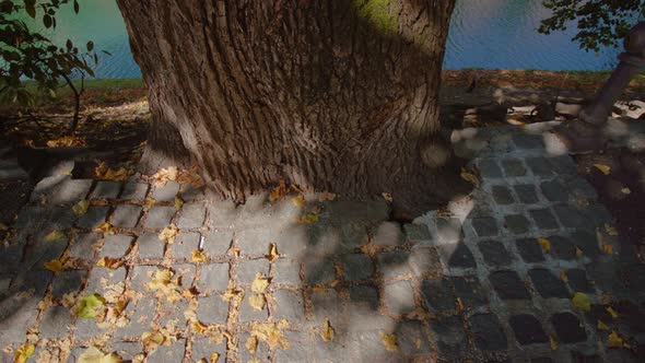 Oak Tree Trunk Bottom with Roots Covered with Paving Stones