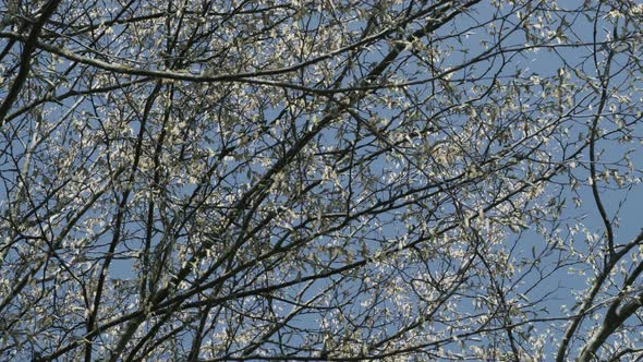 White Flowers on a Tree