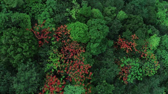 Beautiful red royal poinciana or flamboyant flower (Delonix regia) in summer