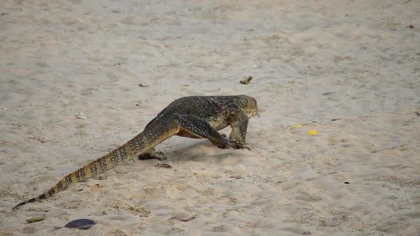 Very old monitor lizard walking slowly on a sandy beach. Looks like a dinosaur.