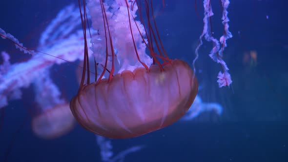 The black sea nettle (Chrysaora achlyos), also known as the black jellyfish