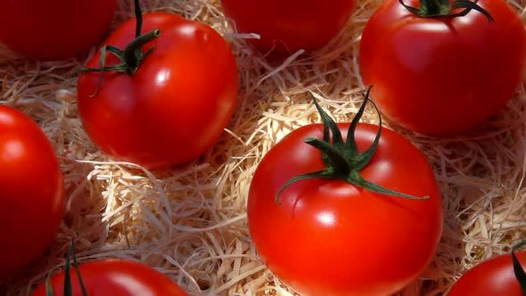 Closeup Panorama of the Delicious Tomatoes Laying in the Wooden Box