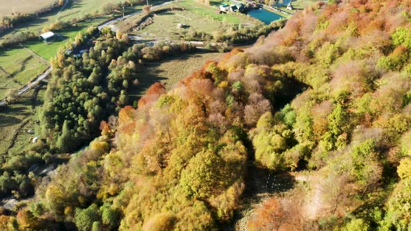 Drone Flying Over Beautiful Forest with Golden Colours