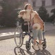 Pretty Disabled Invalid Asian Girl Sitting on Wheelchair and Petting a Guide Dog While Riding on - VideoHive Item for Sale