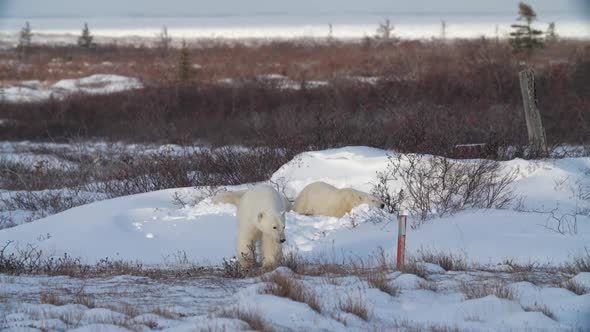 Polar bears clown around in shallow snow pit after day nap; Canada