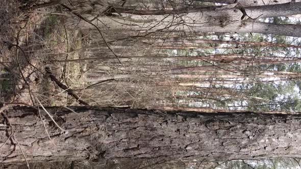 Vertical Video of Trees in a Pine Forest Slow Motion