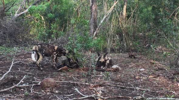 A pack of African Wild dogs, Lycaon pictus feed and tear a kill animal apart in a feeding frenzy dur