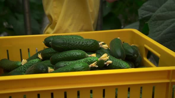 Closeup View of Female Worker Harvesting Cucumbers During Working Day in Greenhouse Spbd