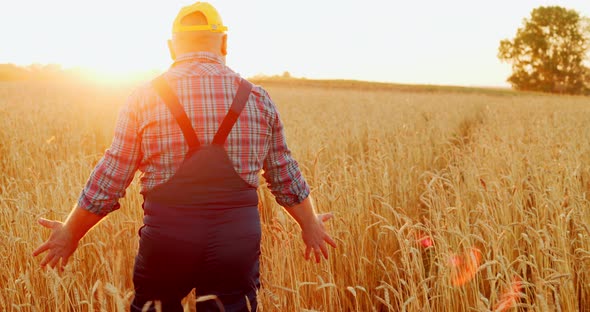 The Farmer Inspects the Harvest in the Wheat Field