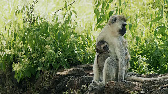 Baby Monkey in Mothers's Hand Black and White Indian Monkey