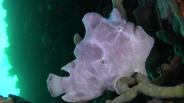 White Giant Frogfish (Antennarius commerson) sitting on finger coral on coral reef