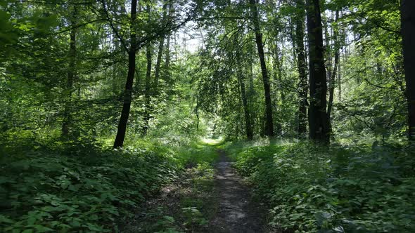 Trees in the Forest By Summer Day