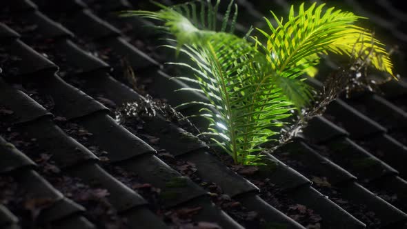 Moss and Fern on Old Roof