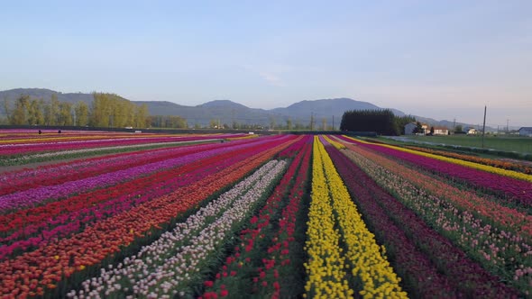 Aerial drone view of tulip flowers fields growing in rows of crops.