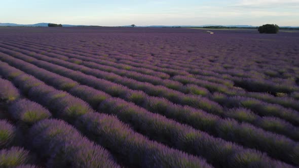 Valensole lavender field aerial view