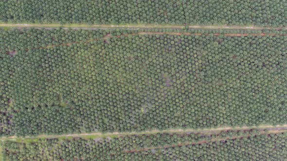 Aerial View of The Palm Oil Estates