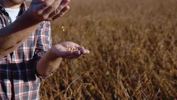 A Farmer in the Middle of a Soybean Field Examines the Grains of a Mature Plant and Pours Them From