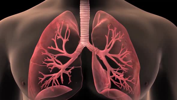 The structure of the human lungs and the working system of the respiratory system