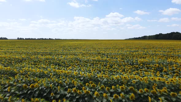 Field with Sunflowers in Summer Aerial View