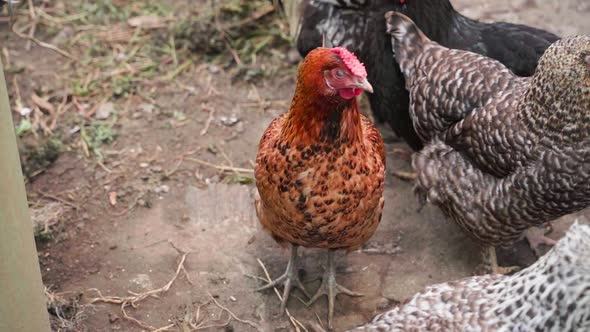 A Beautiful Brown Hen Stands with the Rest of the Hens on the Paddock Closeup