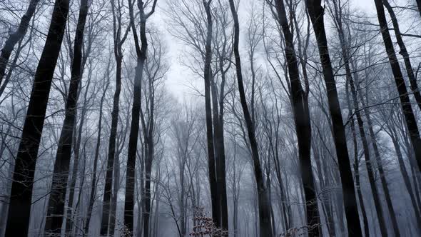 Panning Shot of Forest Treetops in Winter. It's Snowing