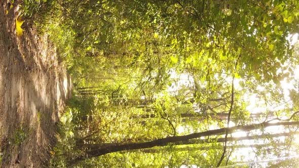 Vertical Video of Forest Landscape in Autumn Slow Motion