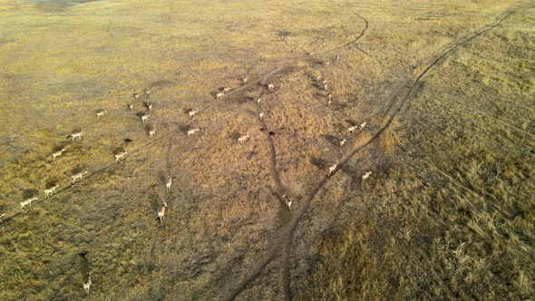Wild Saiga Antelope Running. Herd of Antelope Running on Steppes To River.  Hdr Slow Motion