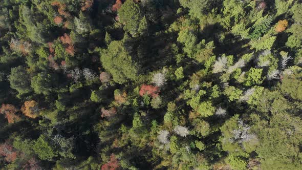 Birds eye view of a forest with green, red and some dead trees. Drone going up.