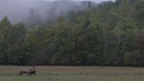 Wide shot of elk in NC mountains