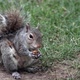 New York: Squirrel Eats Seeds In The Park. - VideoHive Item for Sale