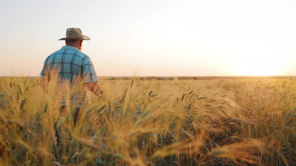 Golden Wheat Field