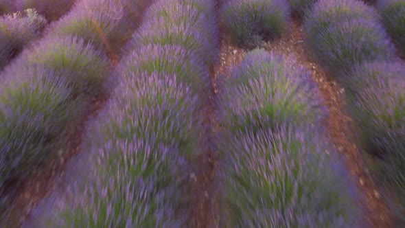 Lavender field agriculture cultivation in Valensole Provence, France