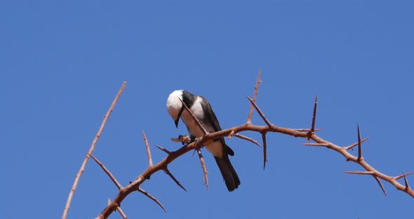 Northern White-crowned Shrike, eurocephalus rueppelli, Adult with Insect in its Beak