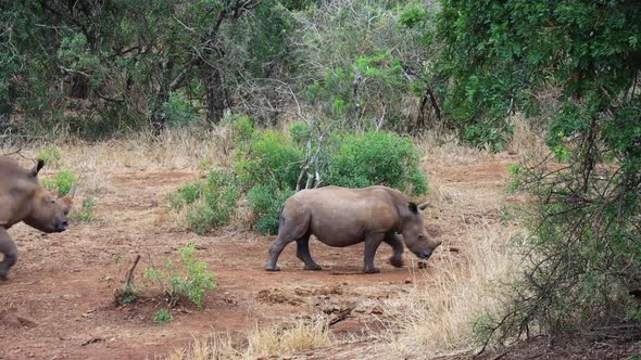 Father and son White Rhinos walk slowly into the bush from a clearing