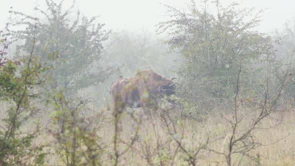 Two european bison bonasus feeding on leaves from a bush,foggy,Czechia.