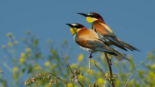 European Beeeater or Merops Apiaster