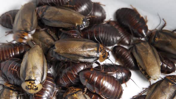 Crawling Cockroaches Closeup Top View