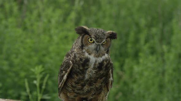 Great horned owl looking up from forest floor