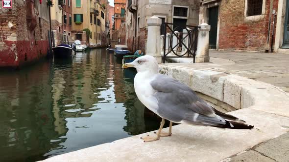 Seagull Near the Water Channel