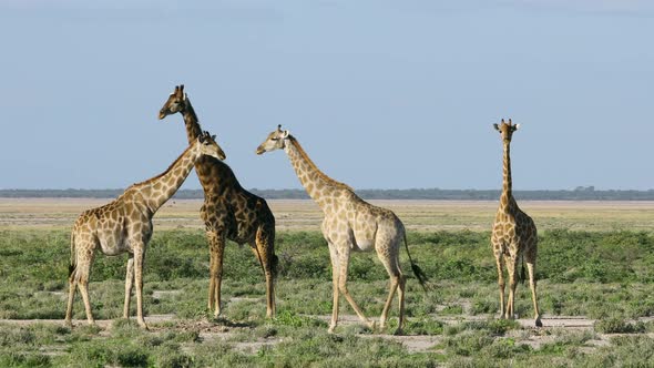 Giraffes On Plains Of Etosha National Park, Namibia