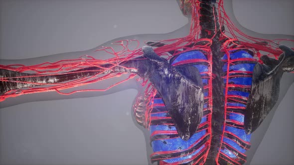 Human Body with Glow Blood Vessels