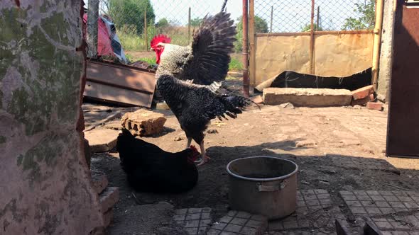 Rooster waving wings.