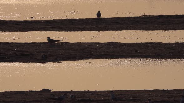 Reflection of the Sunset on the Water Surface with Birds on the Ground