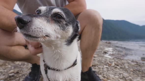 Cute Dog Toy Fox Terrier Being Petted on Rocky Beach in Canadian Nature