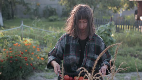 Female Farmer Demonstrating a Harvest of Tomatoes in a Box
