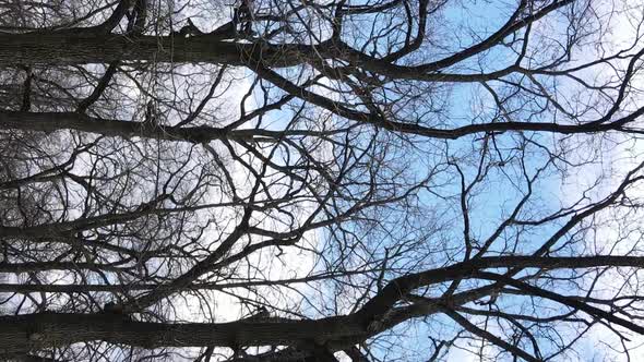 Vertical Video of the Forest with Trees Without Leaves Slow Motion