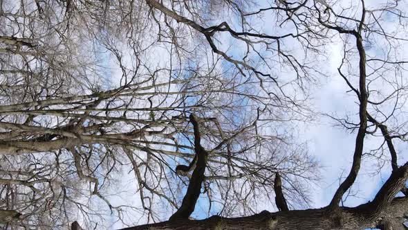 Vertical Video of the Forest with Trees Without Leaves Slow Motion